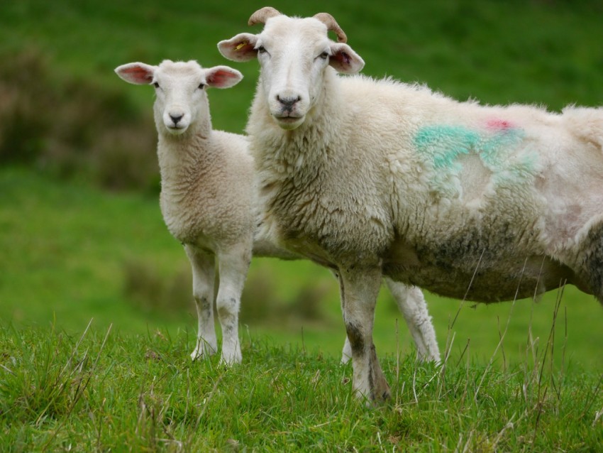 a couple of sheep standing on top of a lush green field