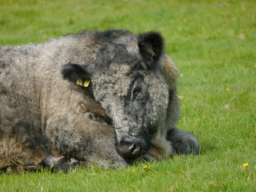 a large cow laying on top of a lush green field