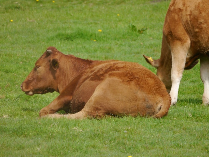 a couple of cows that are laying down in the grass