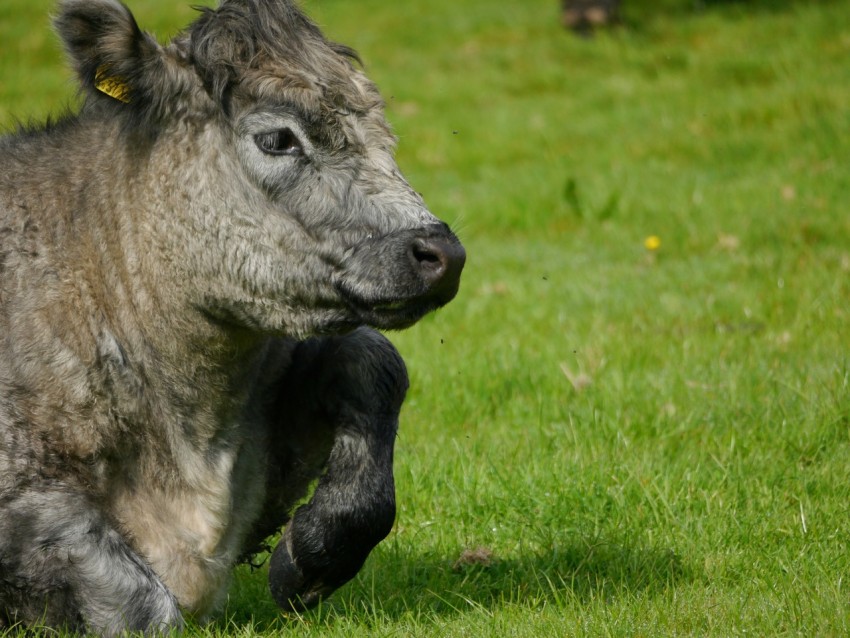 a baby cow is laying in the grass bd8Le2JS