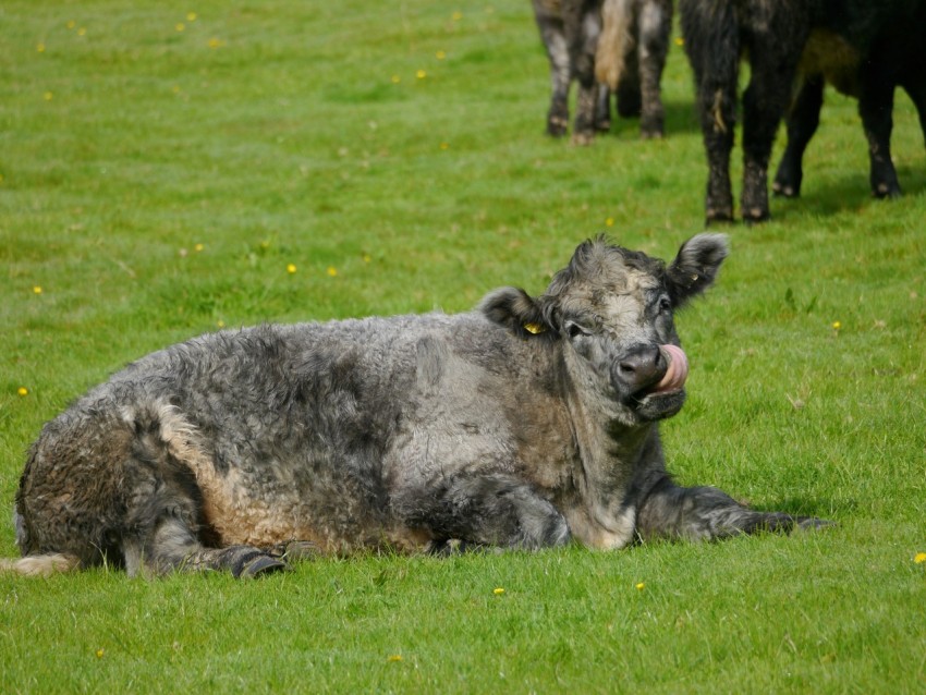 a herd of cattle standing and laying on a lush green field 3UO6oTRP