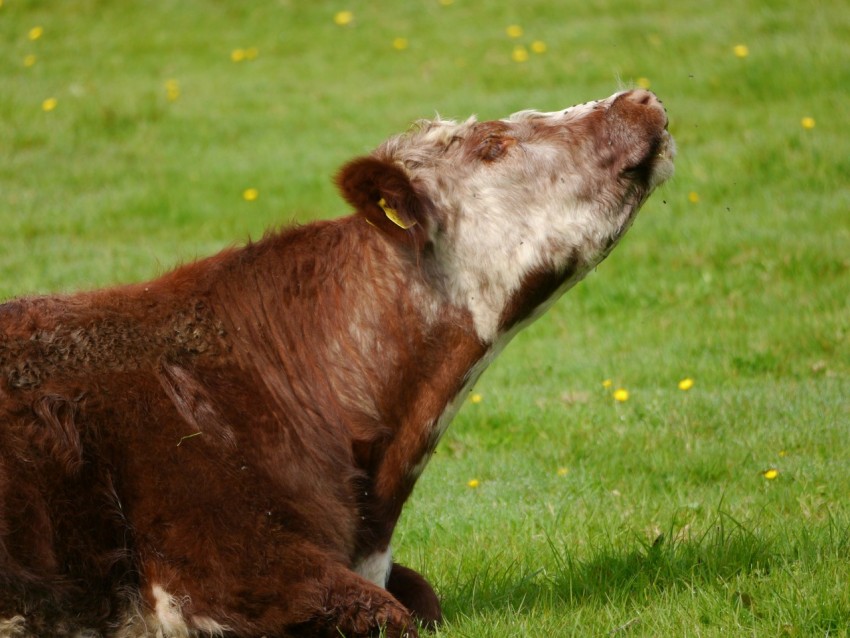 a brown and white cow laying on top of a lush green field