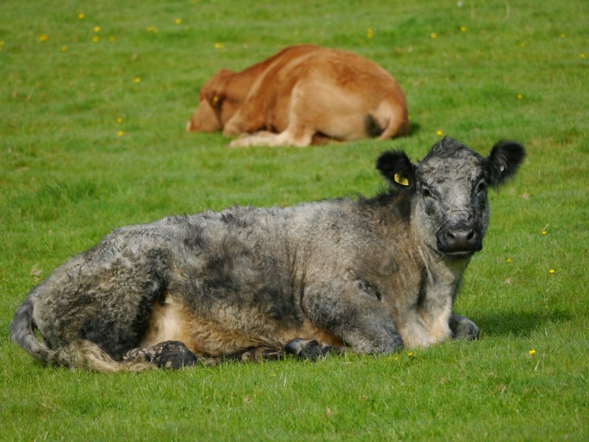 two cows laying down in a field of grass PVjeOl