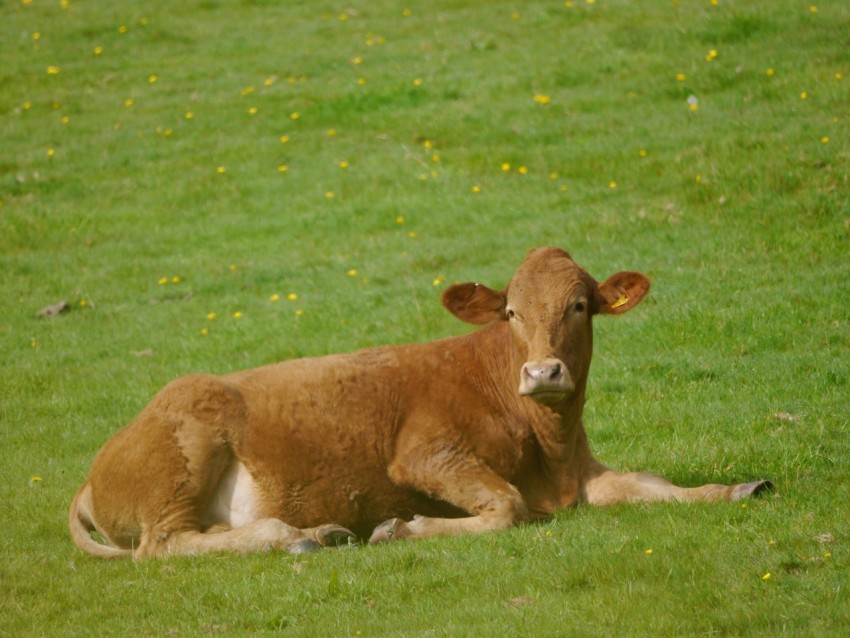 a brown cow laying on top of a lush green field