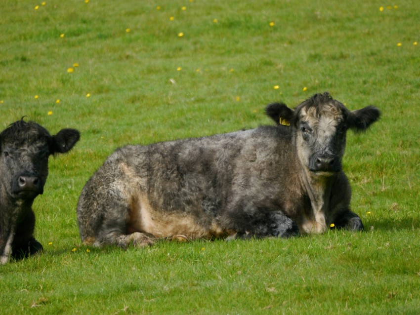 a couple of cows laying on top of a lush green field