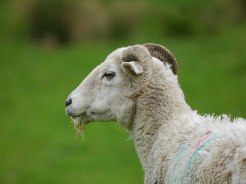 a sheep standing in a field of green grass