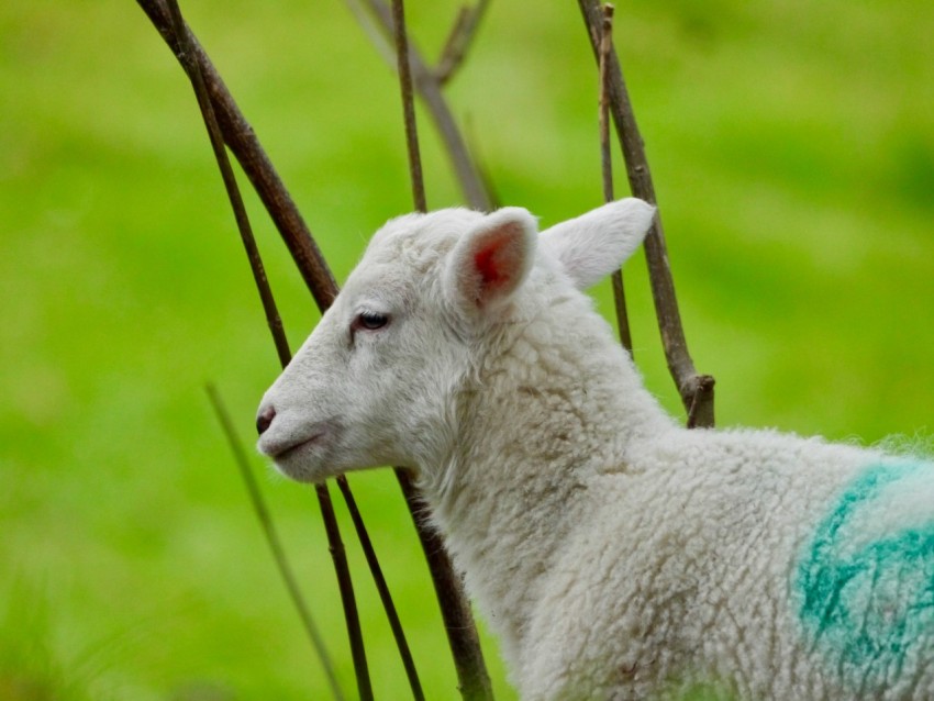 a sheep with a blue spot on its back standing next to a tree