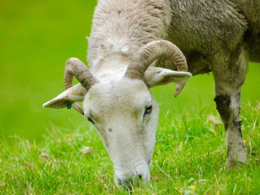 a sheep grazing on grass in a field M7R1C