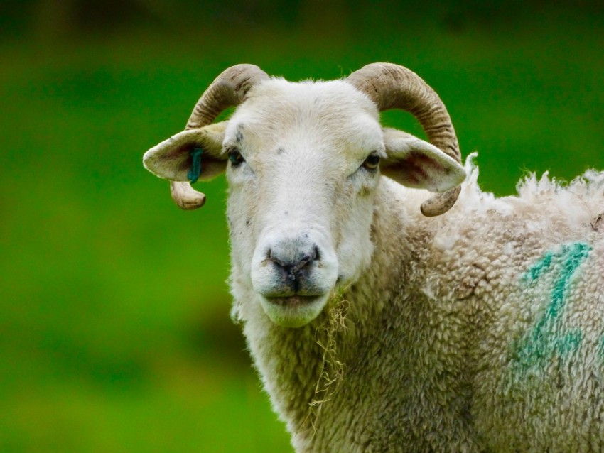 a close up of a sheep with blue marks on its face