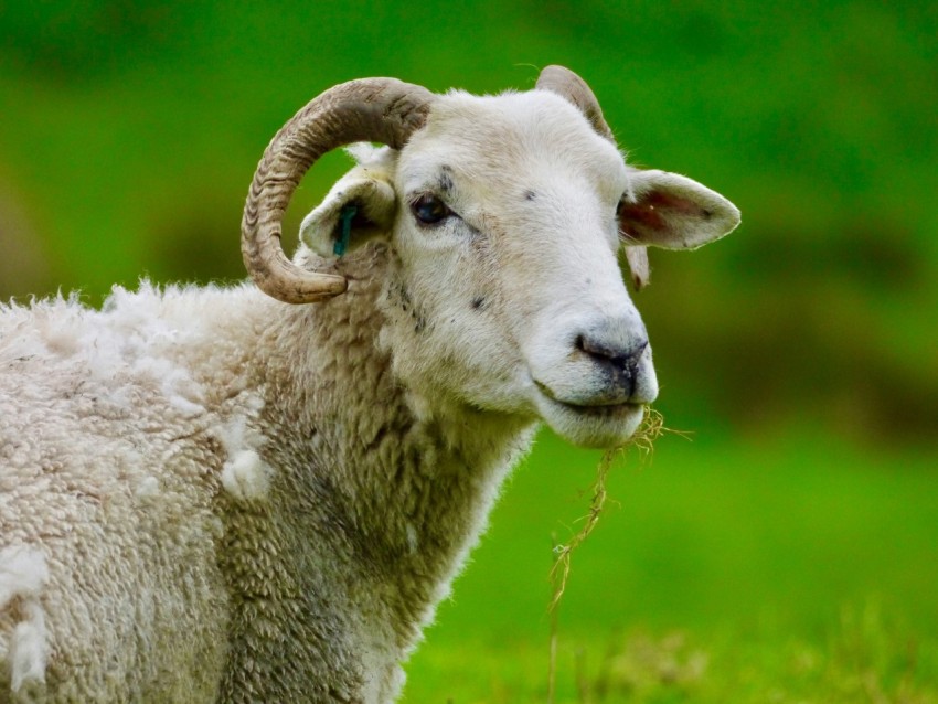 a close up of a sheep in a grassy field