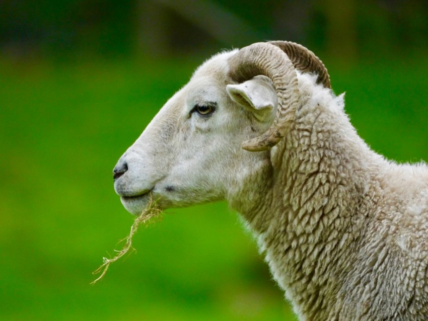 a close up of a sheep with grass in its mouth m6a89uTa1