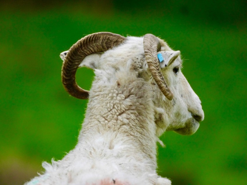 a close up of a goat with a long horn