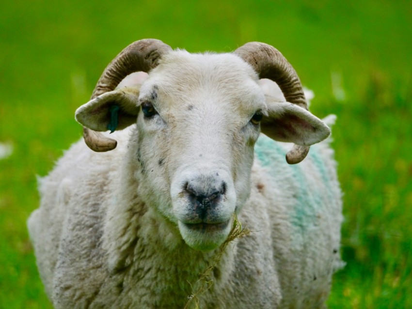 a close up of a sheep in a field of grass