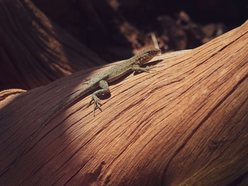 a lizard sitting on top of a wooden log