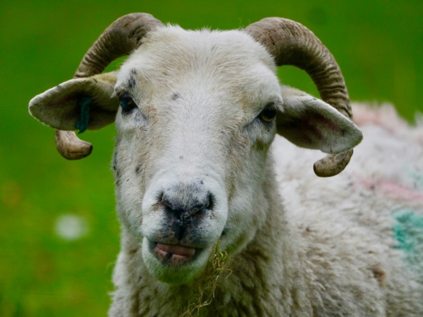 a close up of a sheep with horns on its head