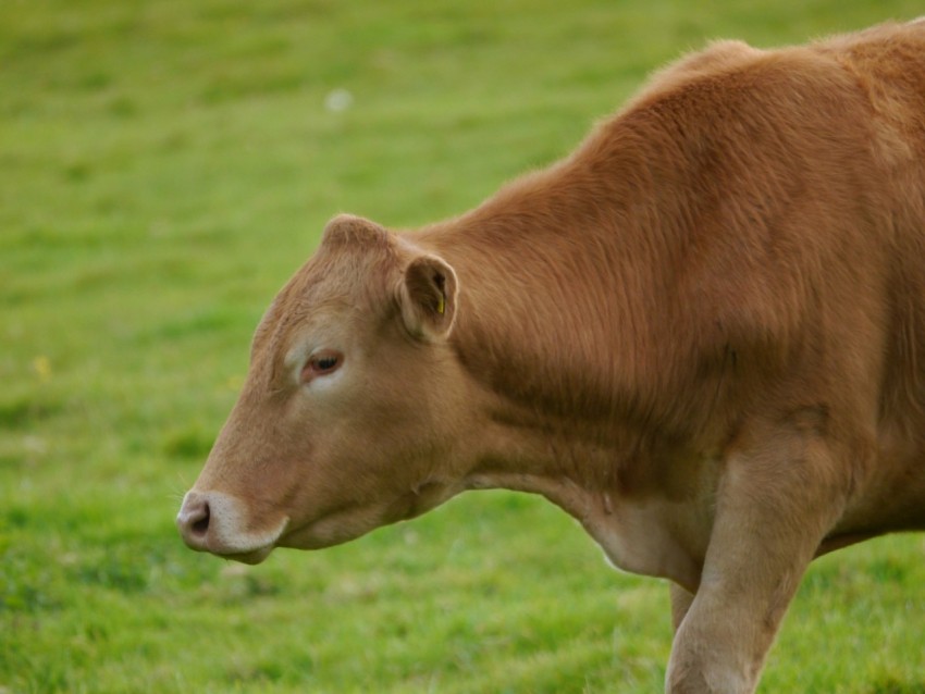 a brown cow standing on top of a lush green field