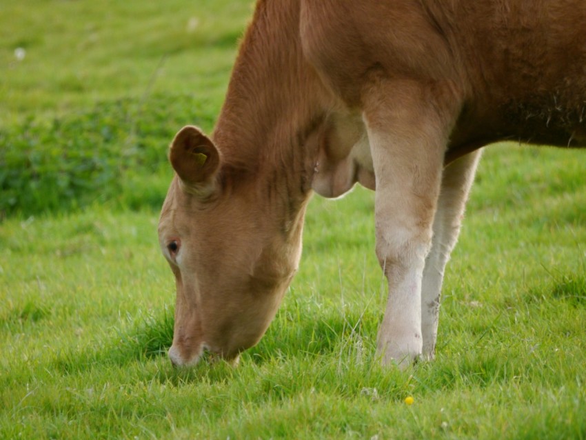 a brown and white cow grazing on a lush green field