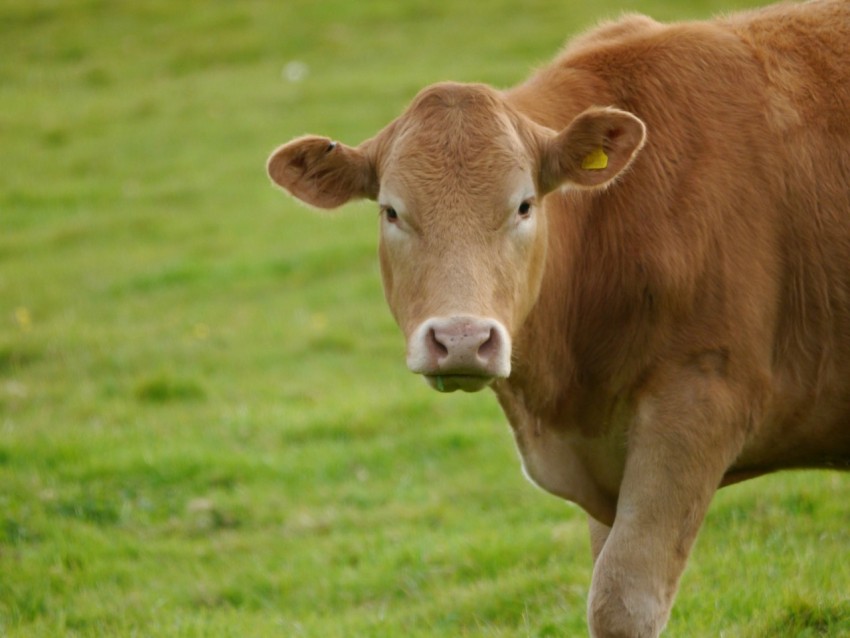 a brown cow standing on top of a lush green field