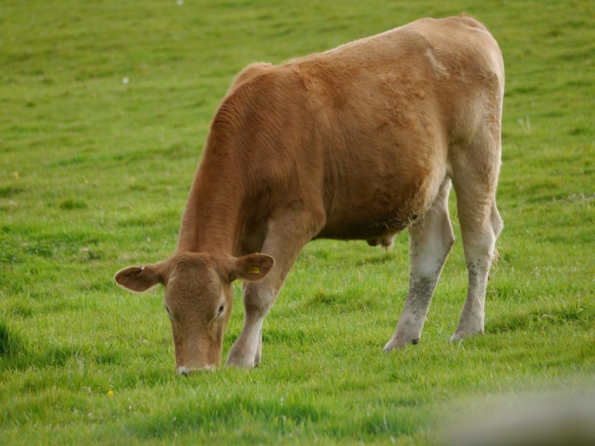 a brown cow grazing on a lush green field