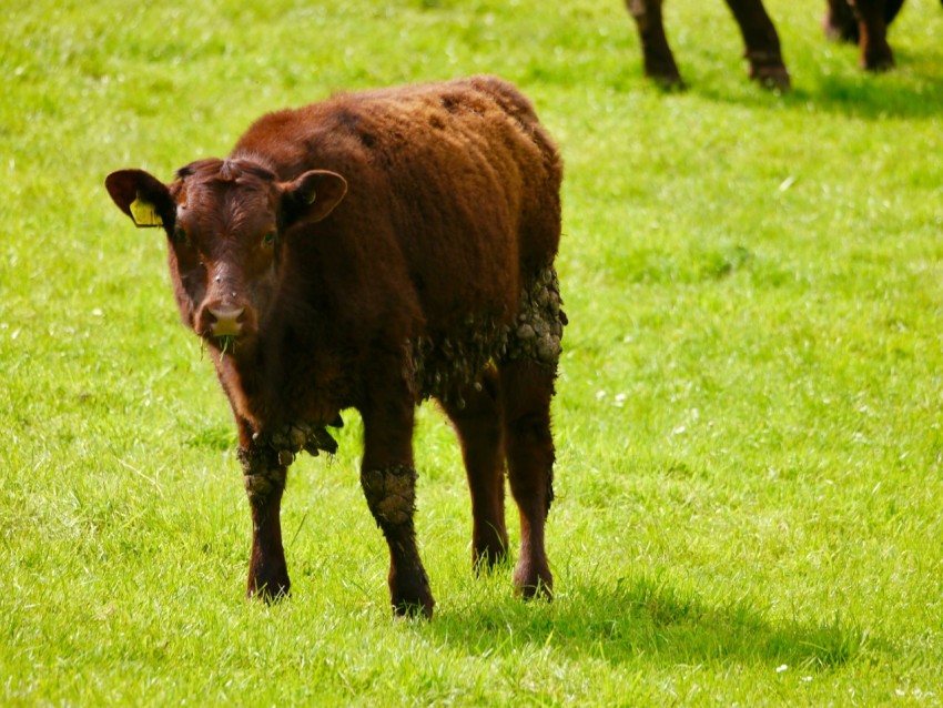 a brown cow standing on top of a lush green field