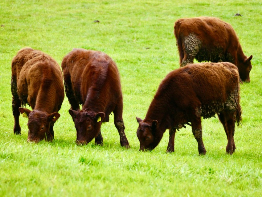 a herd of cattle grazing on a lush green field wV THb