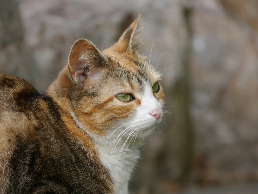 a close up of a cat with a blurry background dWJg4HopK