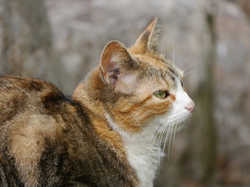 a close up of a cat near a tree