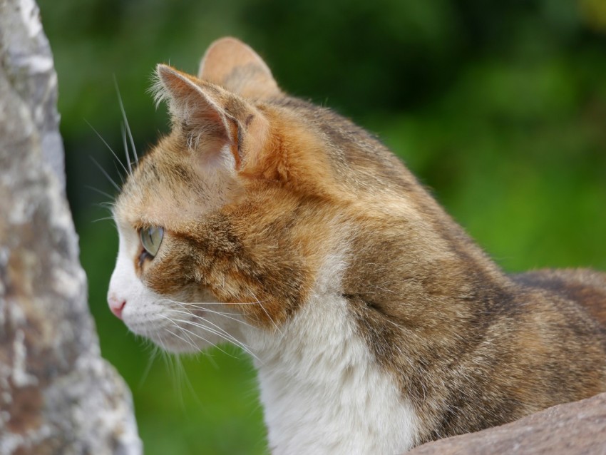 a close up of a cat near a tree