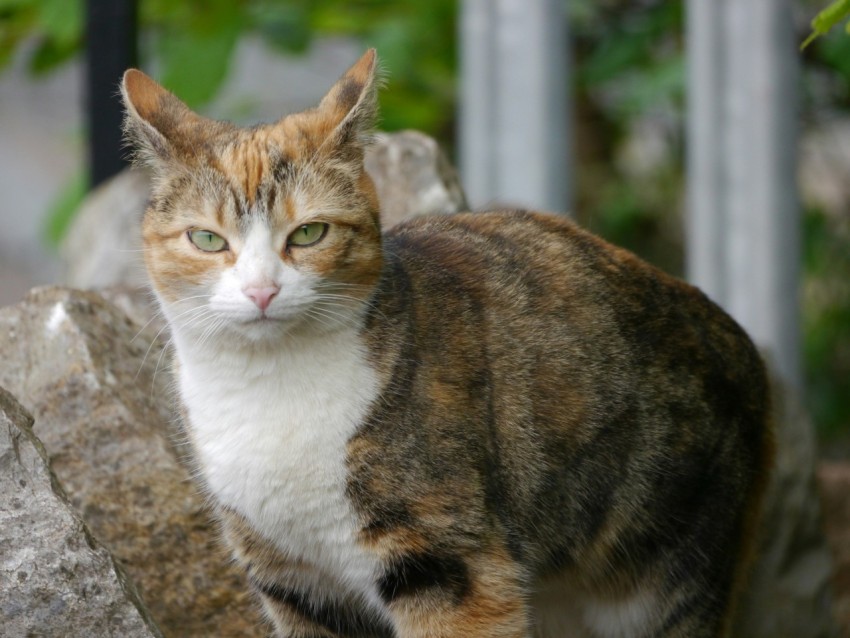 a cat is standing on a rock outside