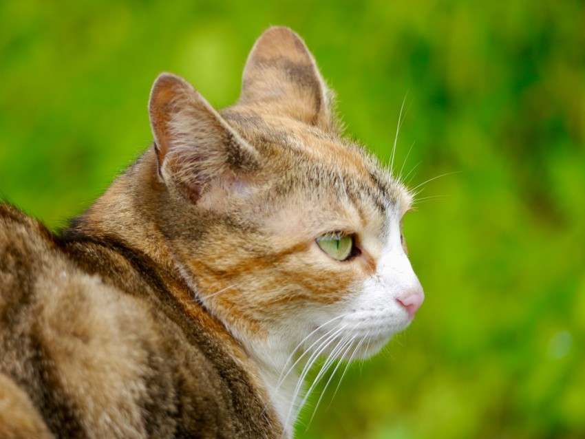 a close up of a cat with a blurry background