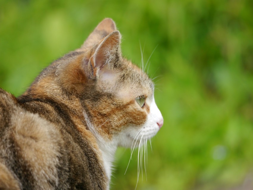 a close up of a cat with a blurry background