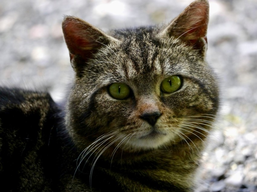 a close up of a cat laying on the ground zsuQWZ_u