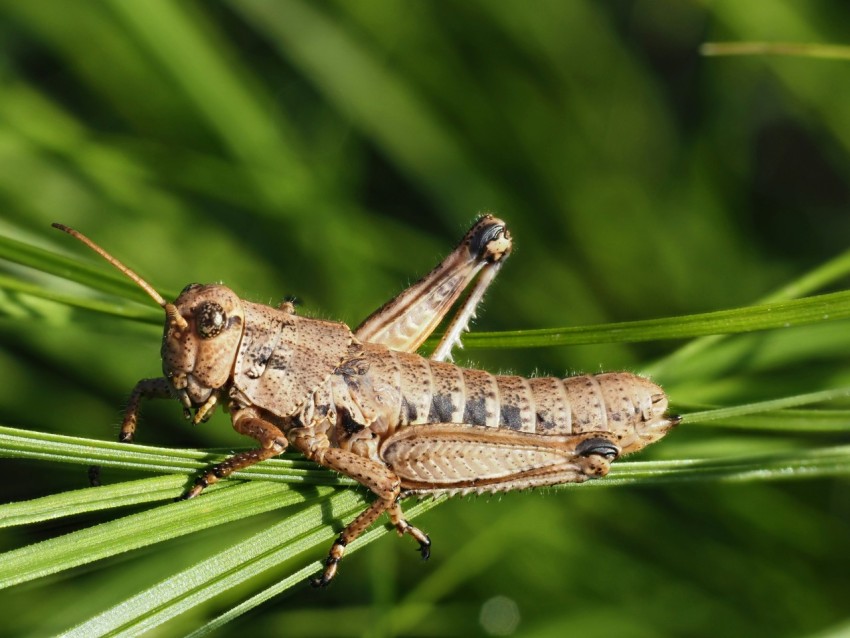 a close up of a grasshopper on a leaf