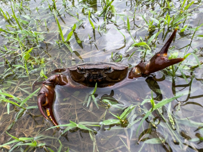 a crab that is sitting in some water