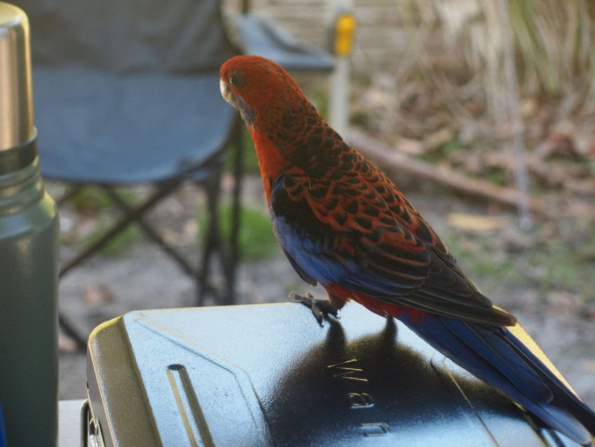 a red and blue bird sitting on top of a piece of luggage