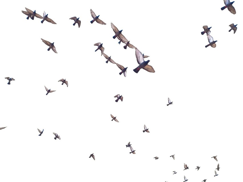 a flock of birds flying through a white sky