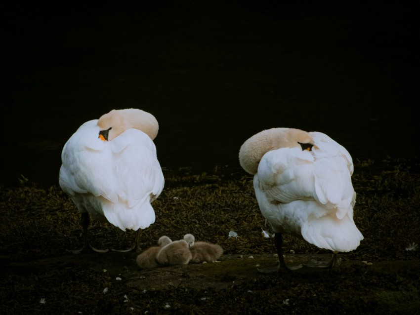 a couple of white birds standing next to each other