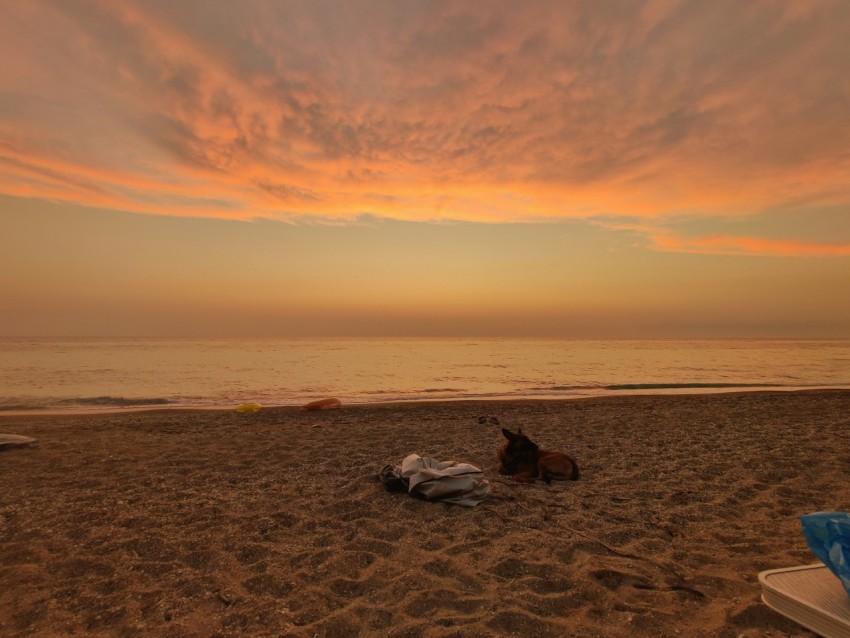 a couple of horses laying on top of a sandy beach