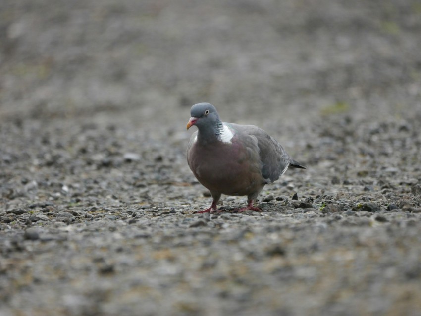 a small bird standing on top of a dirt field