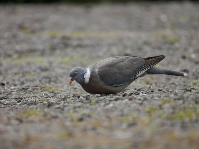 a small gray bird standing on top of a gravel field