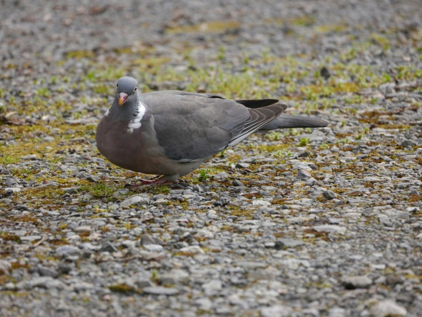 a bird standing on a gravel road next to grass