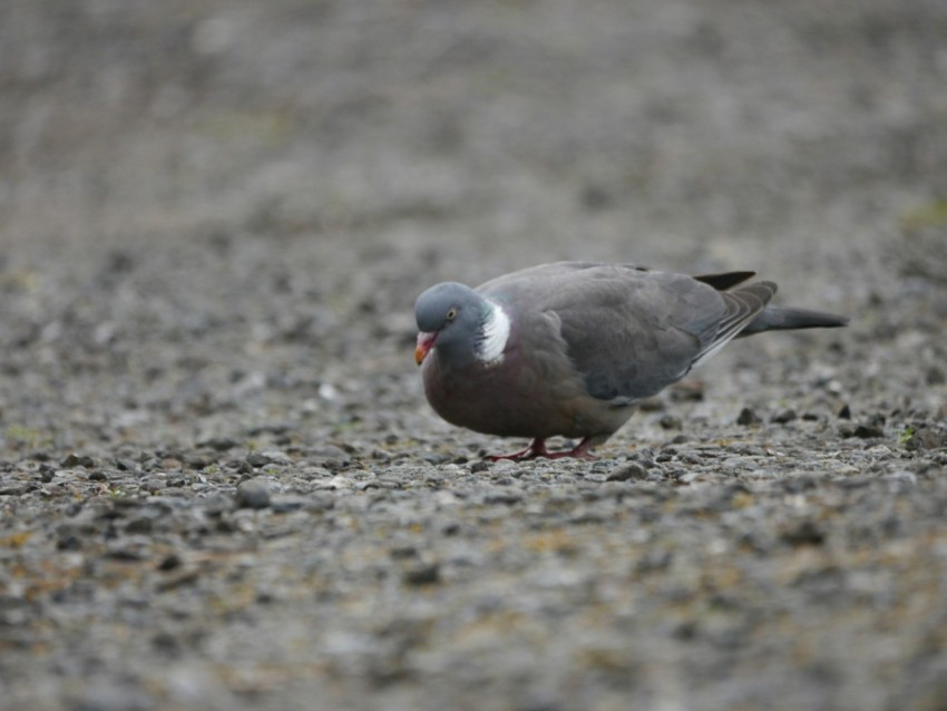 a small bird standing on a gravel road