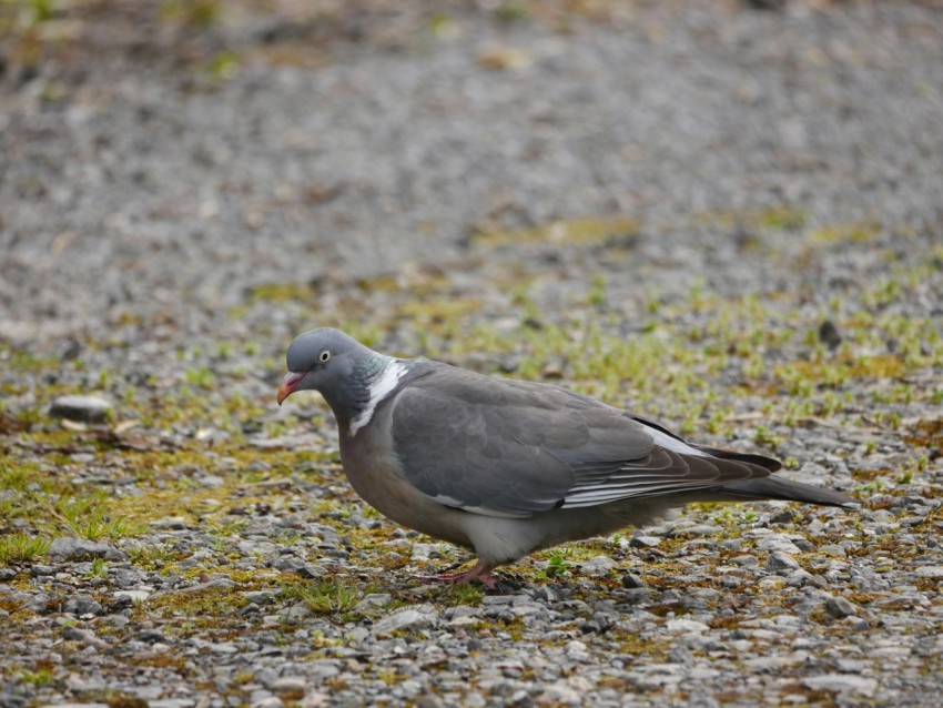 a gray and white bird standing on a gravel road