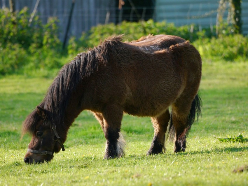 a brown horse grazing on a lush green field