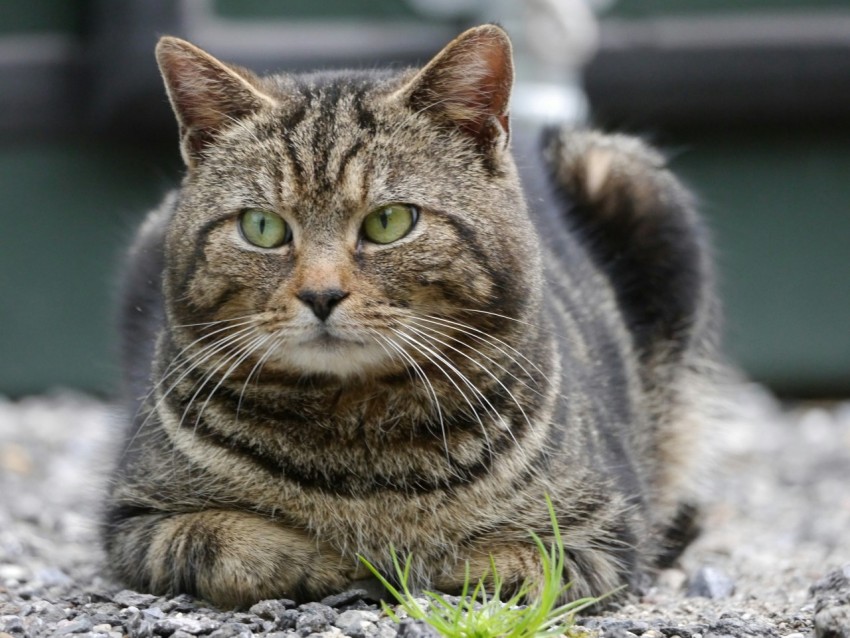 a cat sitting on the ground looking at the camera