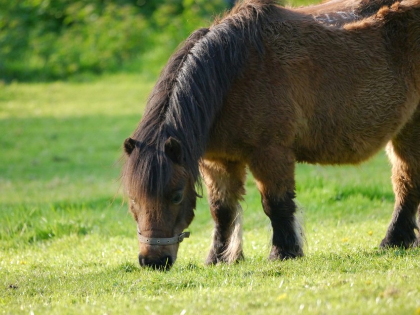 a brown horse grazing on a lush green field