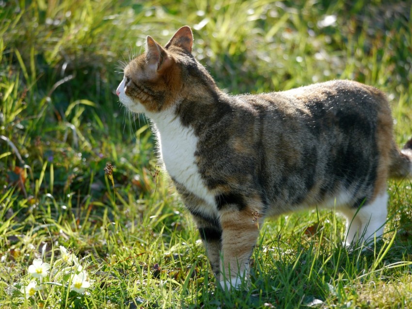 a calico cat standing in a grassy field