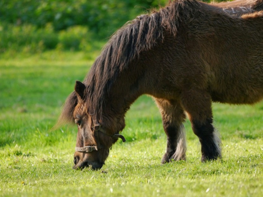 a brown horse eating grass in a field