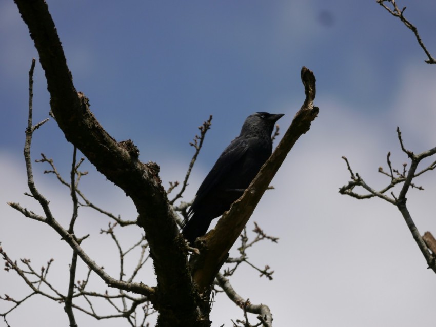 a black bird sitting on top of a tree branch 1PST0xB