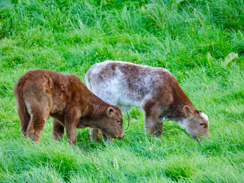 a couple of animals that are standing in the grass g_J